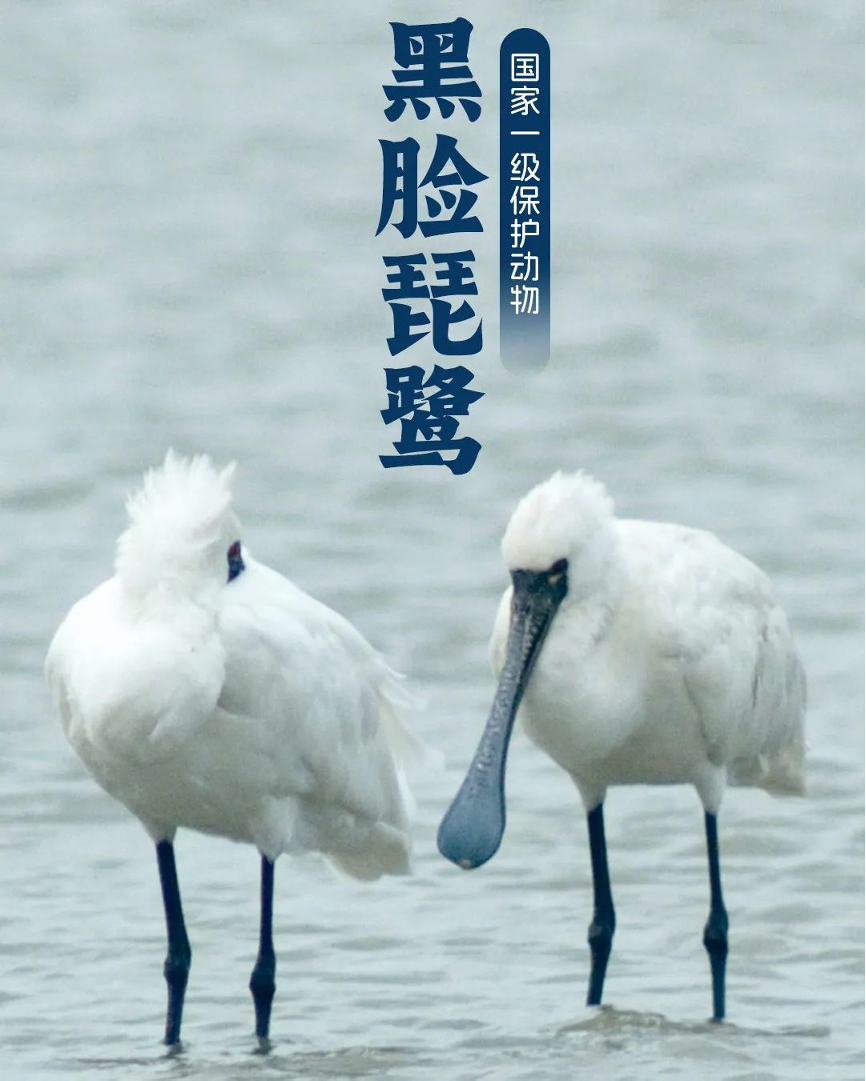 National level II protected animal Blackfaced Spoonbill iHaikou